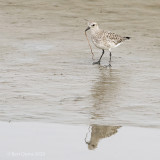 Grey plover PSLR-3421