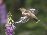 Hawfinch PSLRT 2903