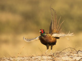 Phasianus colchicus - Common pheasant - Fazant