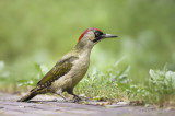 European green woodpecker - Groene specht KPSLRT-1812