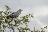 Birds of South Africa and Namibia
