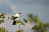 Southern pied babbler PSLR-3558