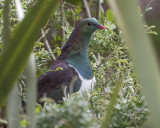 New Zealand pigeon PSLR-1345