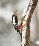 Great spotted woodpecker - Grote bonte specht PSLRT-6052