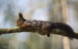 Red Squirrel PSLRT-7667