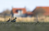 Golden plover KPSLRT 0001