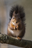 Red Squirrel - Eekhoorn KPSLRT-7660