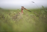 Black-tailed godwit KPSLRT 6500