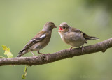 Common chaffinch PSLRT 7101