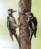 Great spotted woodpecker - Grote bonte specht KPSLRT 7497