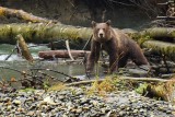 Grizzly Stance Natural Setting