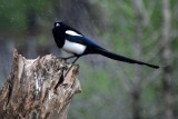 Magpies Very Long Tail