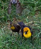 Mr. & Mrs. Yellow-Headed Blackbird