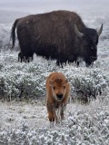 Wild Bison of Yellowstone