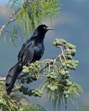 Great Tailed Grackle Call