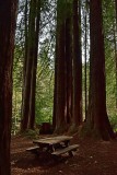 Restful Spot Among the Redwoods