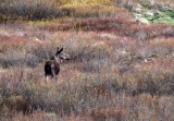 Moose In Profile