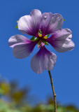 Rose Of Sharon Against Blue