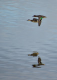 Green-Winged Teal Couple in Flight