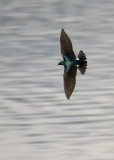 Tree Swallow All Spread Out