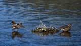 Green-Winged Teals - Mr. & Mrs.