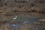 Yellowlegs