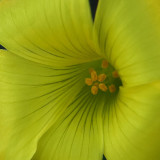 Closeup of Bermuda Buttercup