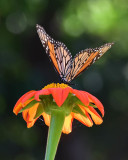 Monarch on Glowing Flower