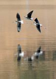 Three Stilts Arched