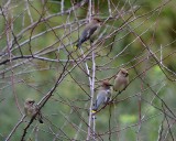 Four Waxwings