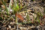 Sand Flea or Mole Crab, not sure