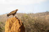 TAWNY EAGLE  2.jpg