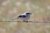 Miscellaneous Birds