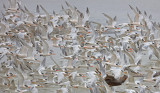 Moss Landing Elegant Terns 2022