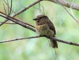 Crescent-chested Puffbird