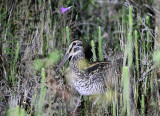 Giant Snipe
