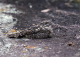 Pygmy Nightjar ssp hirundinaceus