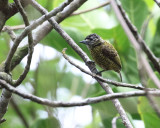 Golden-spangled Piculet