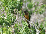 Caatinga Parakeet