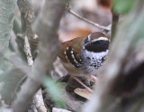 White-bibbed Antbird