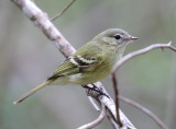 Reiser's Tyrannulet