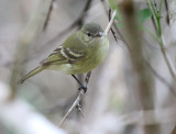 Reiser's Tyrannulet