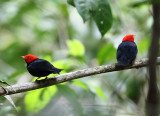 Red-headed Manakin