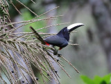 Black-necked Aracari