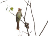 Ash-throated Casiornis