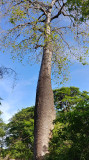 São Desidério, Bahia