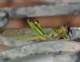 Grasshopper sp.