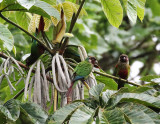 White-eared Parakeet