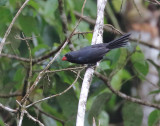 Black-throated Grosbeak