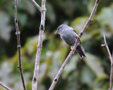 Pink-legged Graveteiro